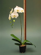Orchid Phaelaenopsis Cascade White